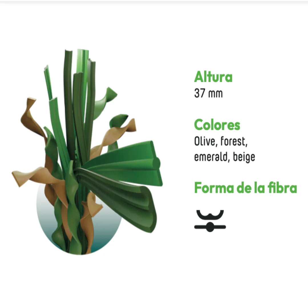 ALBERGRASS. Orión 37